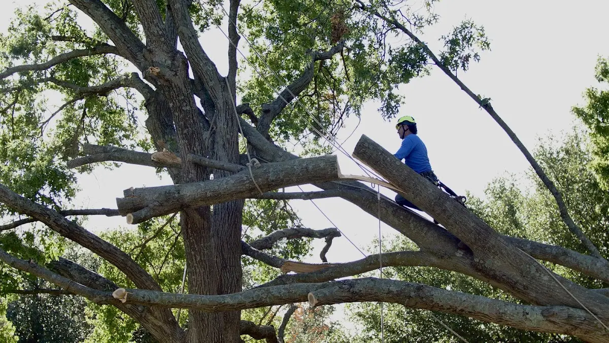 Professional Crown Thinning performed by certified arborists in Warwick